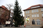 Geeignete Weihnachtsbäume werden u.a. für den Rathausplatz gesucht Bild: Geeignete Weihnachtsbäume werden u.a. für den Rathausplatz gesucht