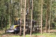 Eingreifen gegen Borkenkäfer im Stadtwald (Foto: Pressestelle Stadt Nordhausen)
