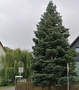 Baum 5 (Foto: Stadtverwaltung Nordhausen)