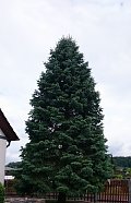 Baum 6 (Foto: Stadtverwaltung Nordhausen)