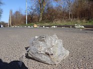 Müllsammelaktion  (Foto: Stadtverwaltung Nordhausen)