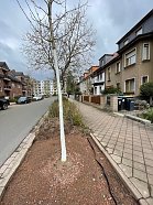 Umfangreiche Baumpflanzmaßnahmen im Stadtgebiet Nordhausen (Foto: Stadtverwaltung Nordhausen)