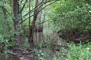 Stadt Nordhausen investiert in Hochwasserschutz am Roßmannsbach (Foto: )