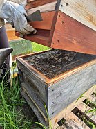 „Kleine Spürnasen“ bei den fleißigen Bienen (Foto: )