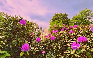 Durch die Blumeim Fokus!