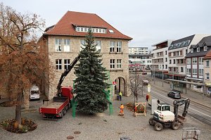 Eine Edeltanne aus Krimderode für den Nordhäuser Weihnachtsmarkt