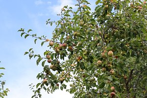 Obstprogramm für Nordhäuser Grundschulen geht weiter