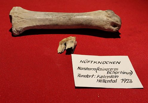 bestätigt durch Gutachten: 35.000 Jahre alt (Foto: Stadtverwaltung Nordhausen)