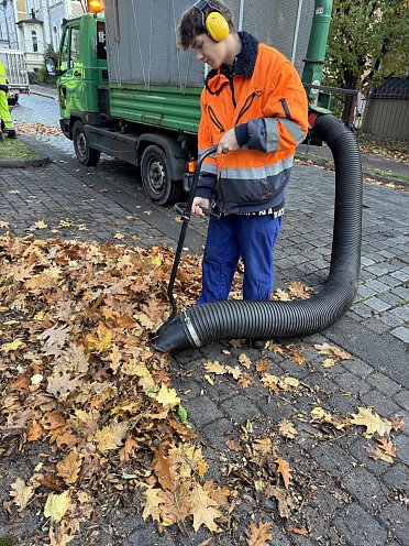 Bild: Die bunten Bl&auml;tter fallen � Was es beim Thema Laub zu beachten gibt