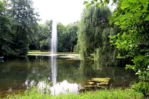 Flachwasser-Nasswiese (Feuchtbiotop) im Stadtpark (Foto: Stadtverwaltung Nordhausen)