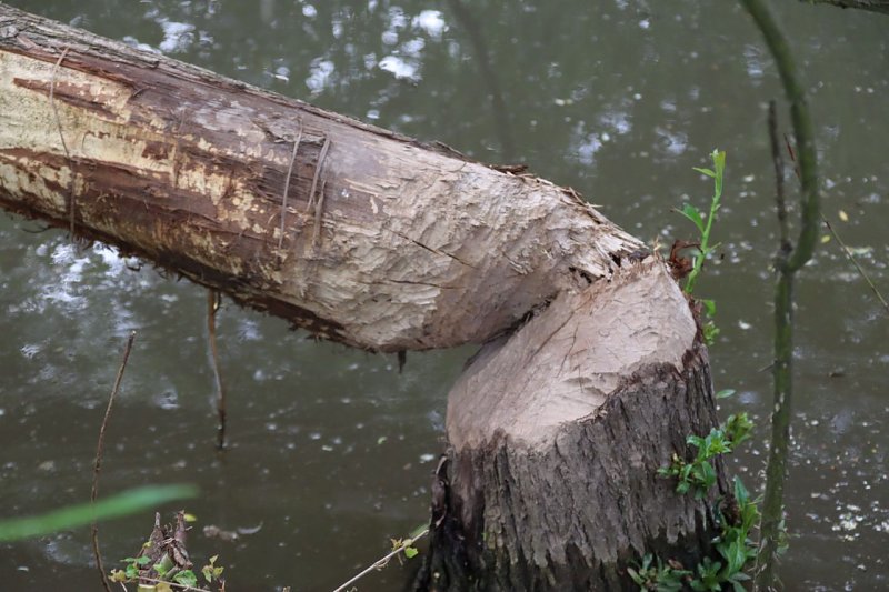 Stadt Nordhausen investiert in Hochwasserschutz am Roßmannsbach