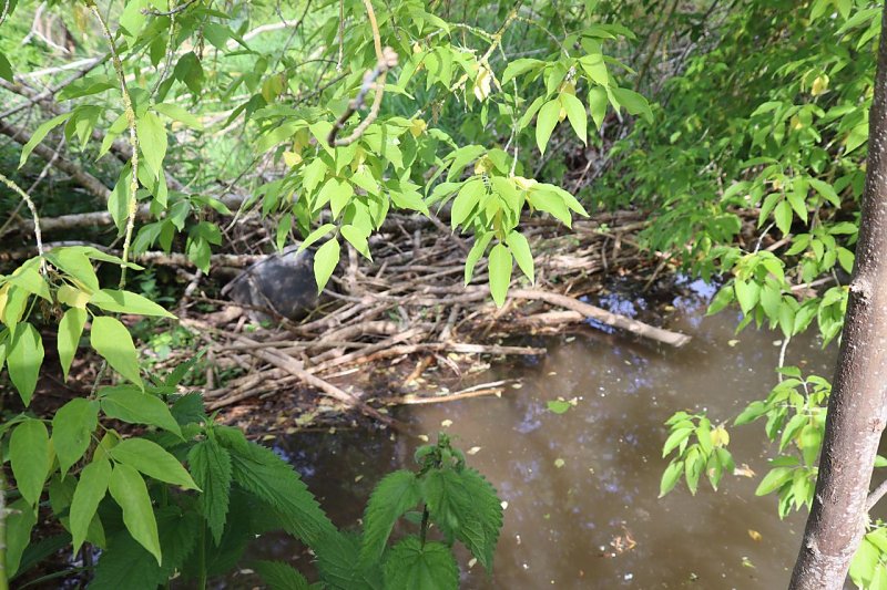 Stadt Nordhausen investiert in Hochwasserschutz am Roßmannsbach