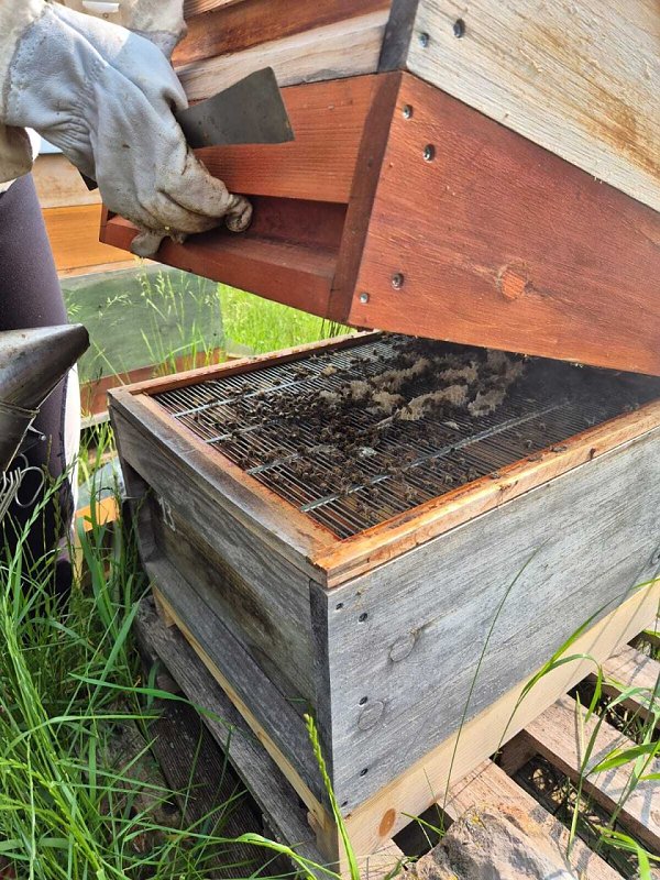 „Kleine Spürnasen“ bei den fleißigen Bienen